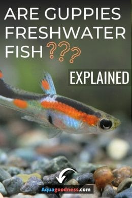 Are Guppies Freshwater Fish? (Explained) image