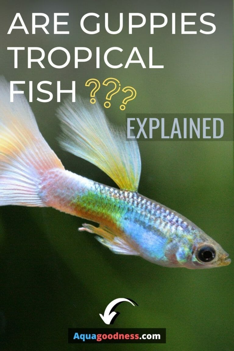 Are Guppies Tropical Fish? (Explained) Aqua Goodness