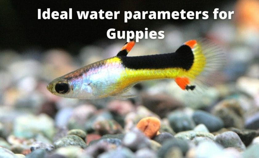 guppy fish image with text overlay- Ideal water parameters for Guppies