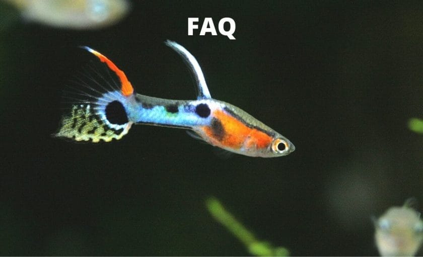 guppy fish image with text overlay- faq