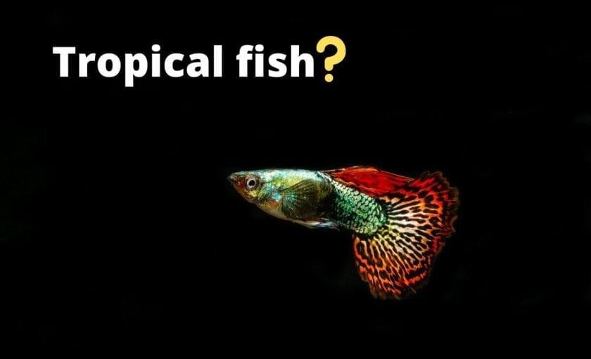 guppy ijmage with test tropical fish and question mark