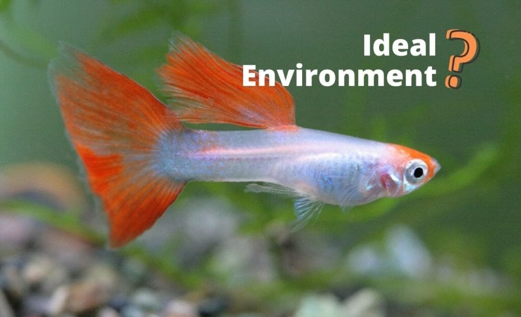 Are Guppies Tropical Fish? (Explained) Aqua Goodness