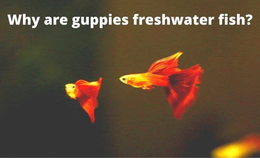 guppy image with text overlay Why are guppies freshwater fish