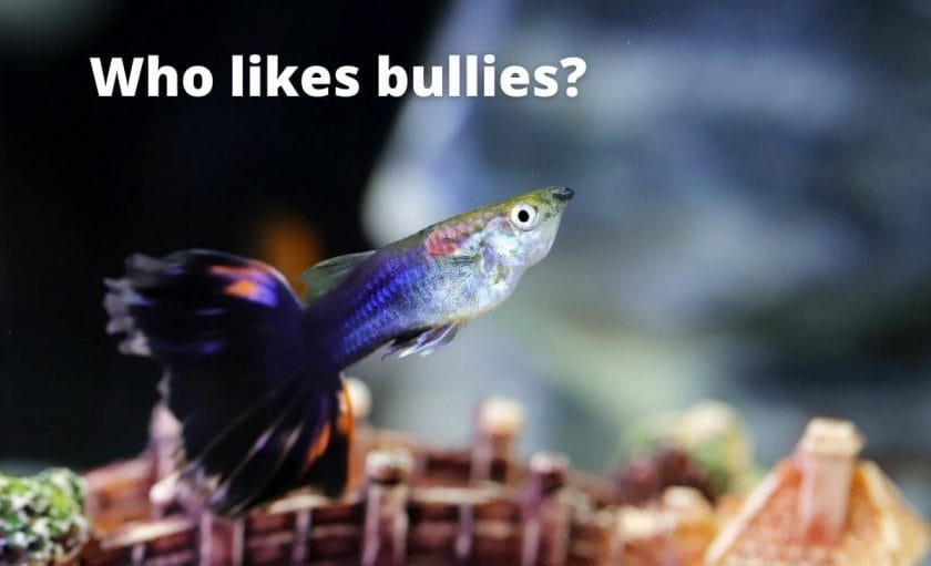 guppy fish image with text overlay Who likes bullies?