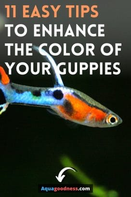How Can I Enhance My Guppy Color? (11 Easy Tips) image