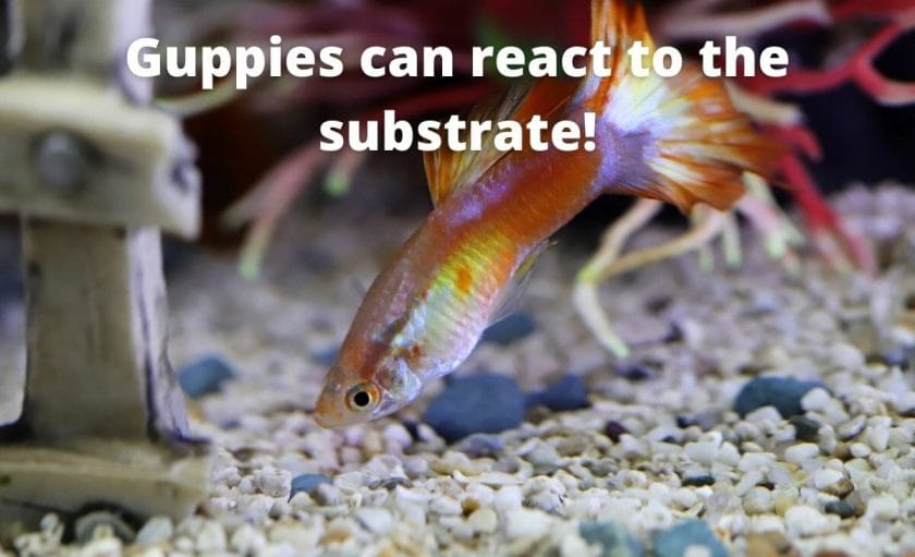 an image of guppy with aquarium substrate with text overlay Guppies can react to the substrate!