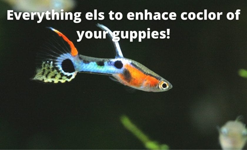 guppy fish image with text overlay Everything else to enhance color of your guppies!