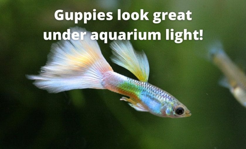 guppy fish image with text overlay "guppies look great under aquarium light"