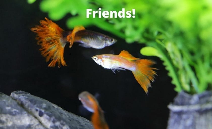 image of a group of guppies in a fish tank with text overlay friends