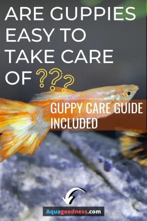 Are Guppies Easy to Take Care of? (Guppy Care Guide Included)