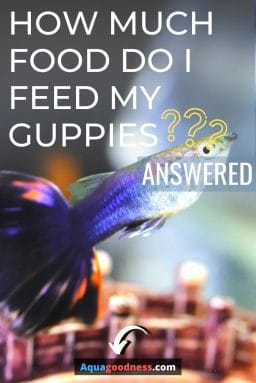 How Much Food Do I Feed My Guppies? (Answered) image