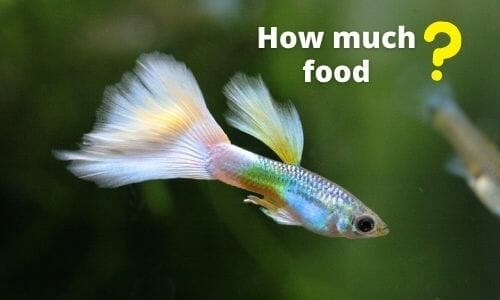How Much Food Do I Feed My Guppies? (Answered) - Aqua Goodness