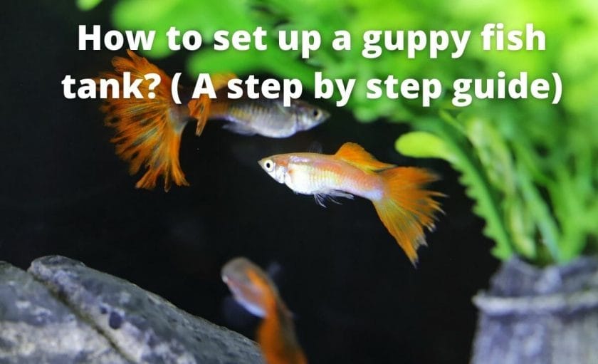 fish tank with guppies with text overlay "How to set up a guppy fish tank? ( A step by step guide)"