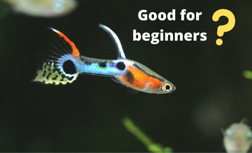 guppy fish image with text good for beginners with question mark