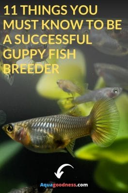11 Things You Must Know to Be a Successful guppy fish Breeder