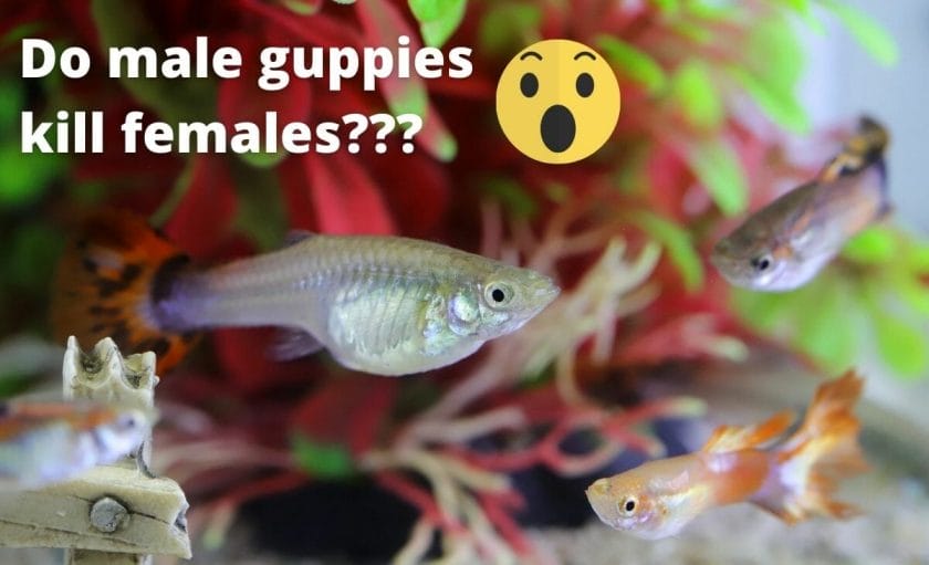 guppy fish image with text overlay "do male guppies kill female" 