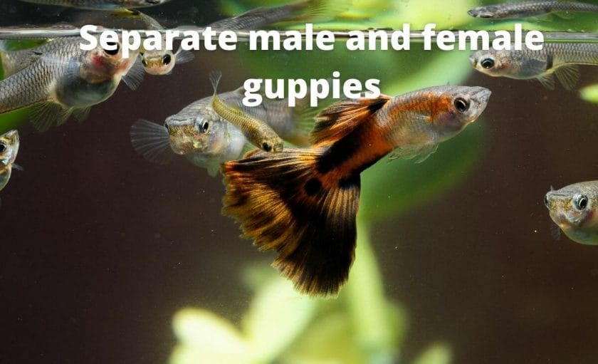 guppy fish image with text overlay "Separate male and female guppies"