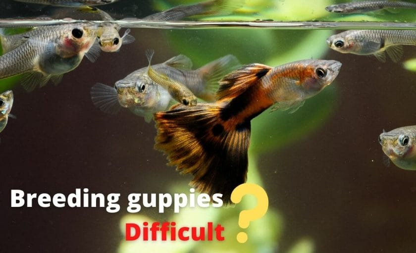 guppy fish image with guppy fry and text overlay "breeding guppies difficult" 