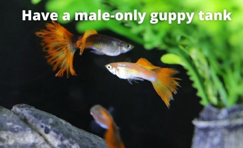 male guppy fish image with text overlay "Have a male-only guppy tank"