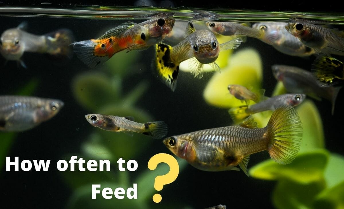 Breeding Guppies? 11 Things You Must Know to Be a Successful Breeder