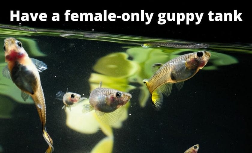 female guppy fish image with text overlay "Have a female-only guppy tank"