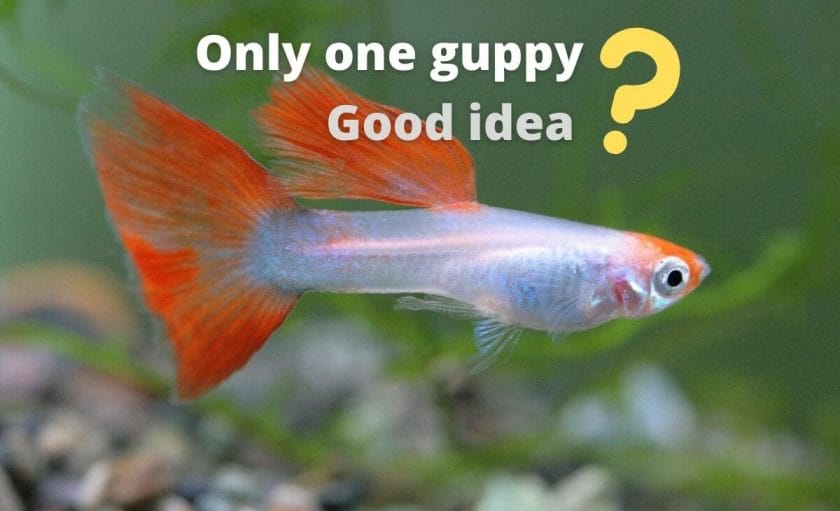 guppy fish image with text overlay "one guppy good idea"
