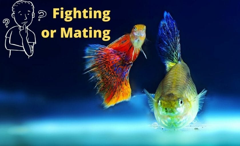 guppy fish image with text overlay "Fighting or Mating" 