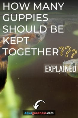 guppy fish image with text overlay "How many guppies should be kept together? (Explained)"
