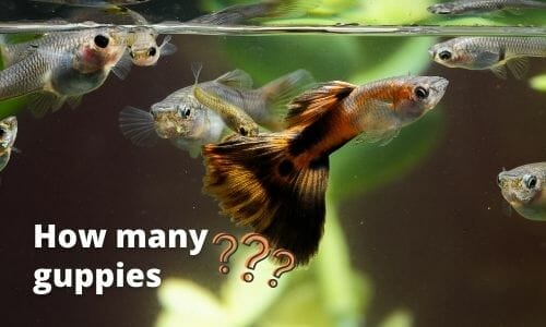 How Many Guppies Should Be Kept Together? (Explained)