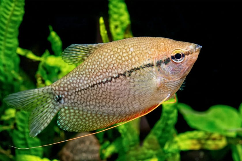 gourami fish image