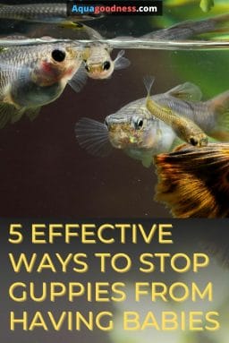 guppy fish image with text overlay "5 effective ways to stop guppies from having babies"