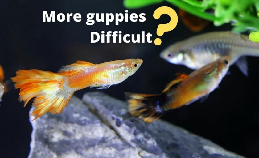 guppy fish image with text overlay "more guppies difficult"