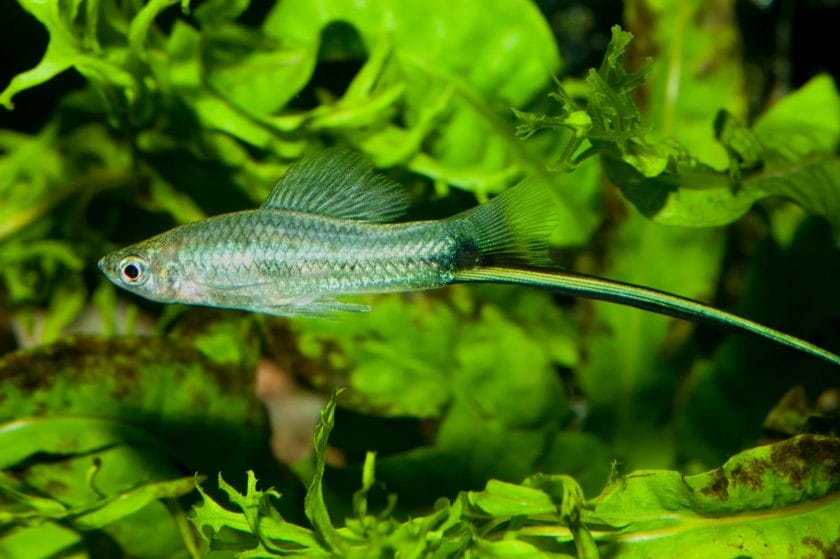 swordtail fish image