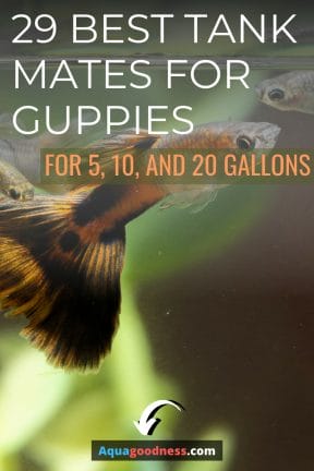 29 Best Tank Mates for Guppies (for 5, 10, and 20 Gallons) image