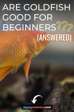Goldfish image with text "Are Goldfish Good for Beginners? (Answered)"