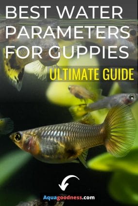 Best Water Parameters for Guppies (Ultimate Guide) image