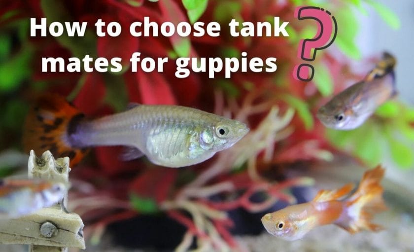 guppies image with text How to choose tank mates for guppies?