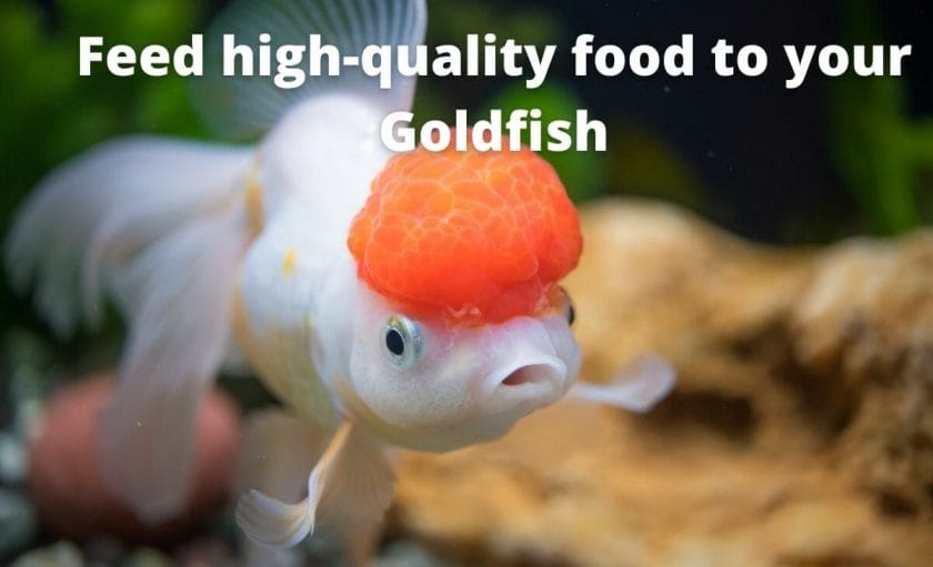 Goldfish image with text "Feed high-quality food to your Goldfish"