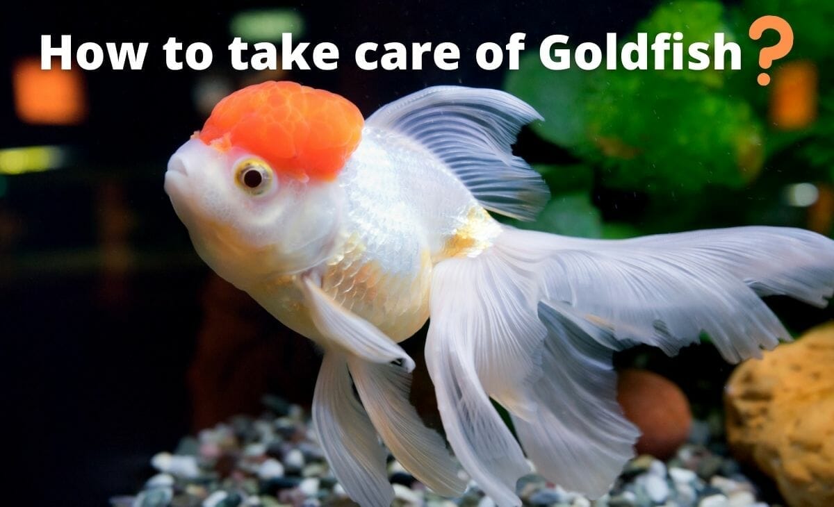 Are Goldfish Good for Beginners? (Answered) - Aqua Goodness