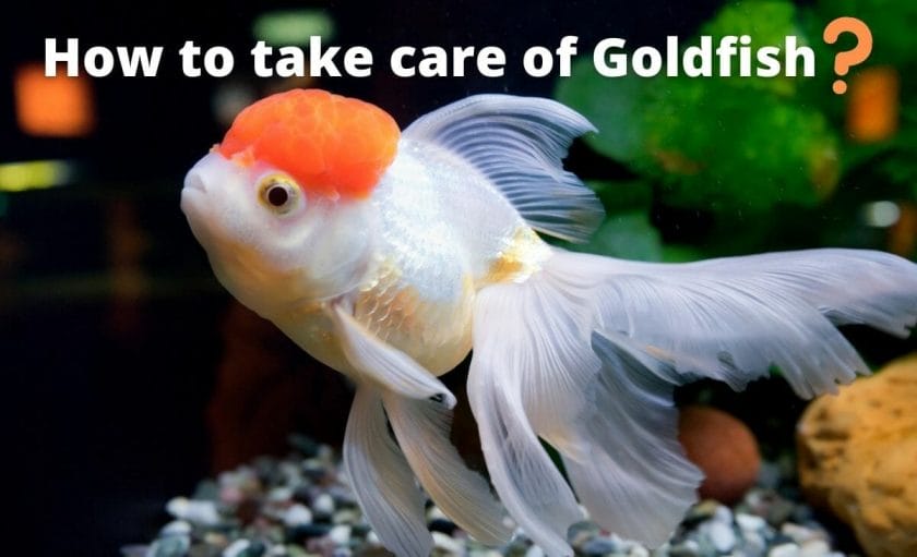 goldfish image with text "How to take care of goldfish?"