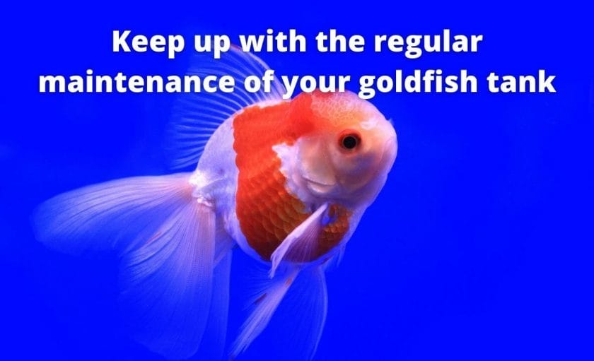 Goldfish image with text "Keep up with the regular maintenance of your goldfish tank"