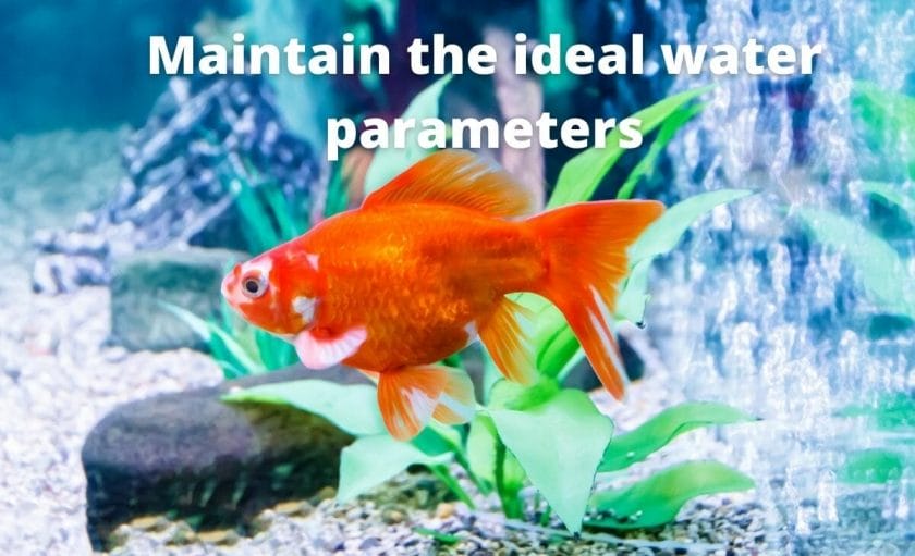 Goldfish image with text "Maintain the ideal water parameters in your Goldfish tank"