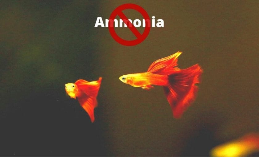 guppies image with text ammonia