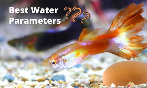 best water parameters for guppies