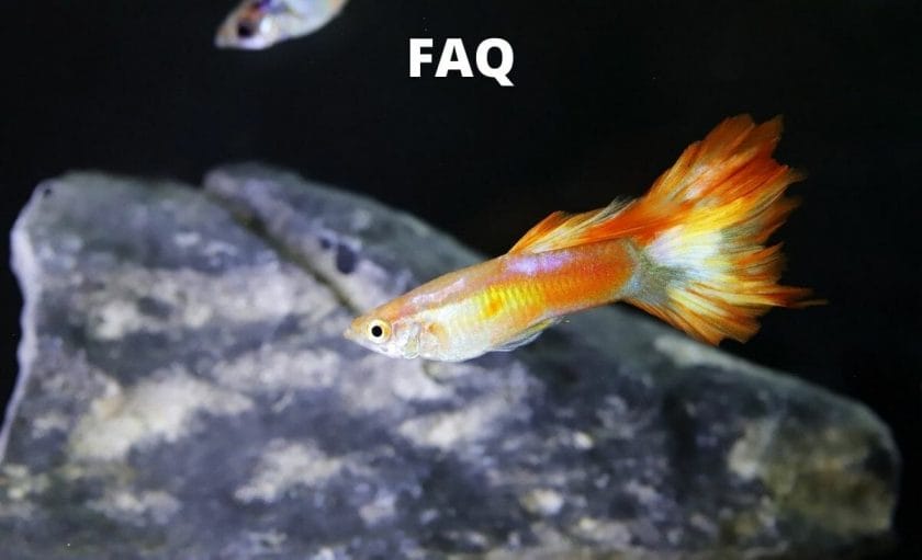 guppies image with text faq