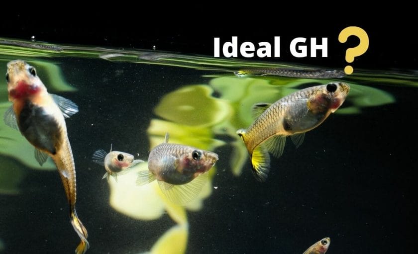 guppies image with text ideal gh