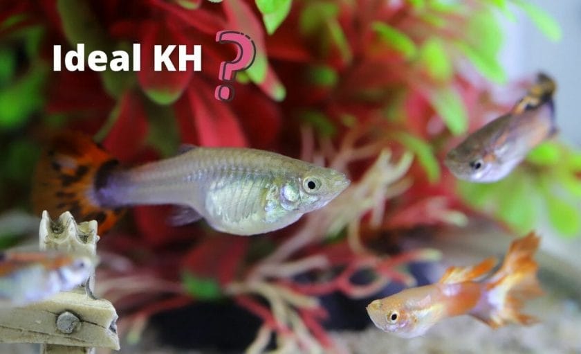 guppies image with text ideal kh