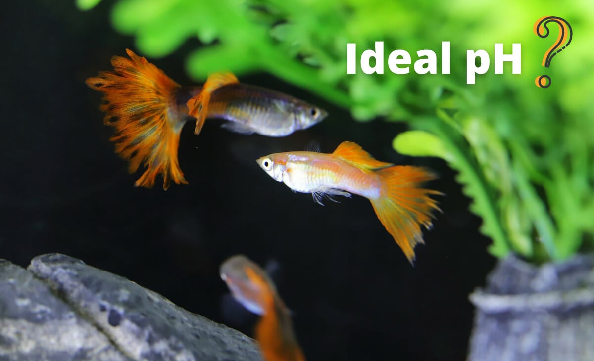 Best Water Parameters for Guppies (Ultimate Guide) Aqua Goodness