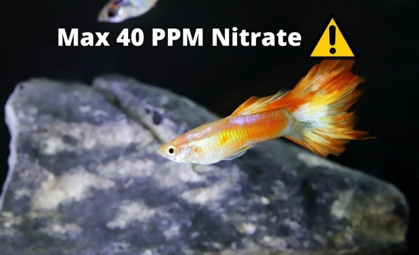 guppies image with text max nitrate 40 ppm