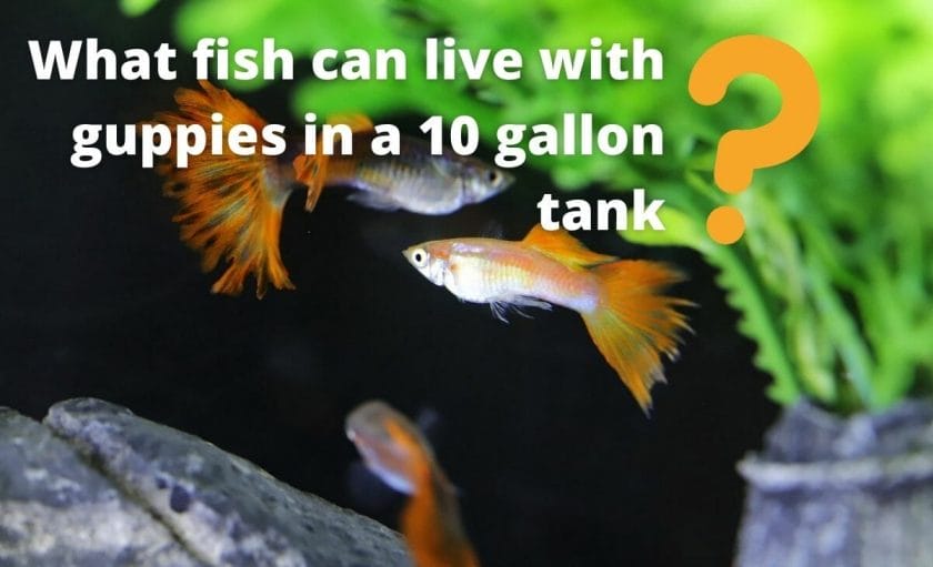 guppies image with text what fish can live with guppies in a 10 gallon tank